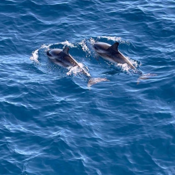 DAUPHIN_STAGE_DE_VOILE_LA_ROCHELLE Dauphin La Rochelle stage de voile